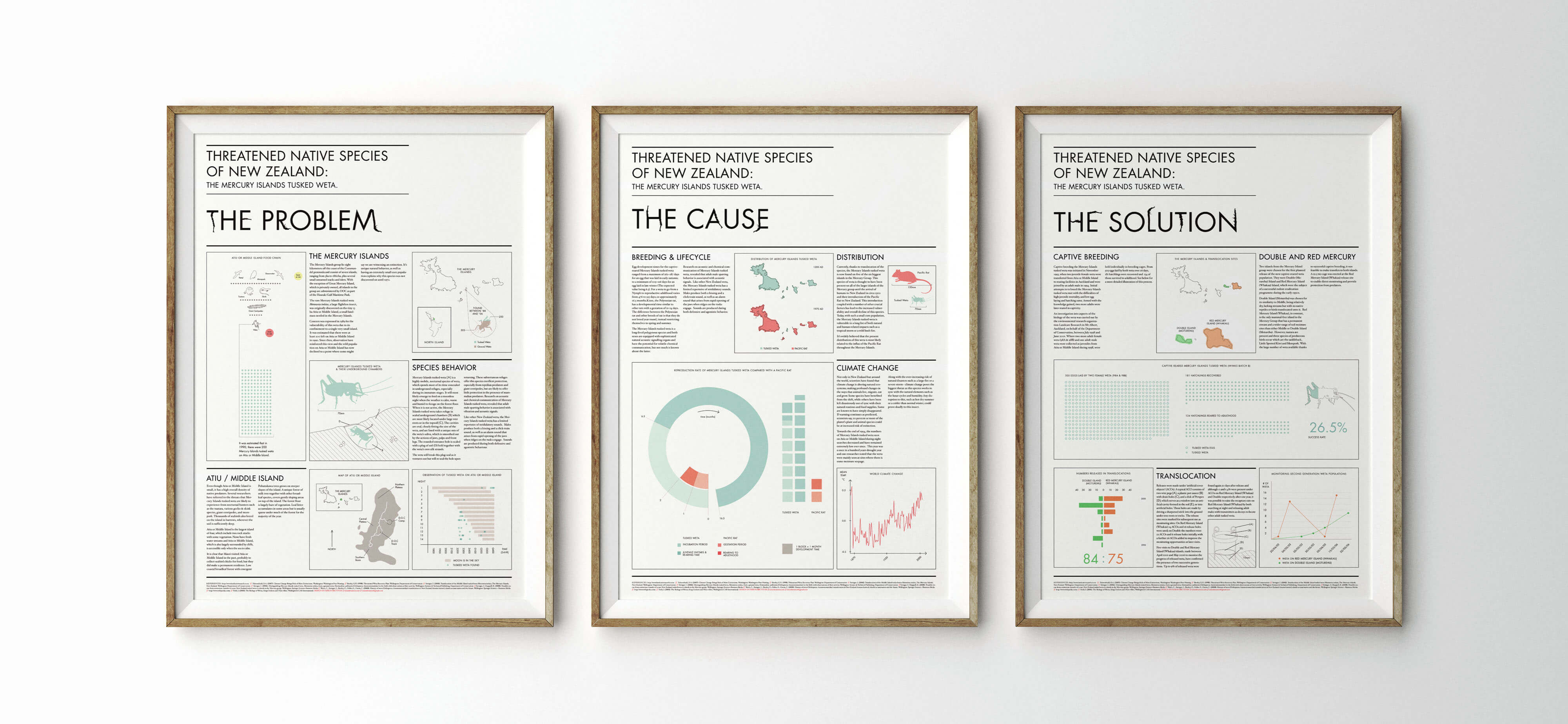Threatened Native Species of New Zealand – Mercury Island Tusked Weta.